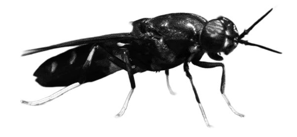 Black Soldier Fly, Hermetia illucens
