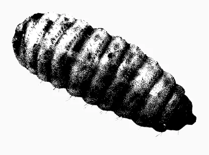 Black soldier fly larva